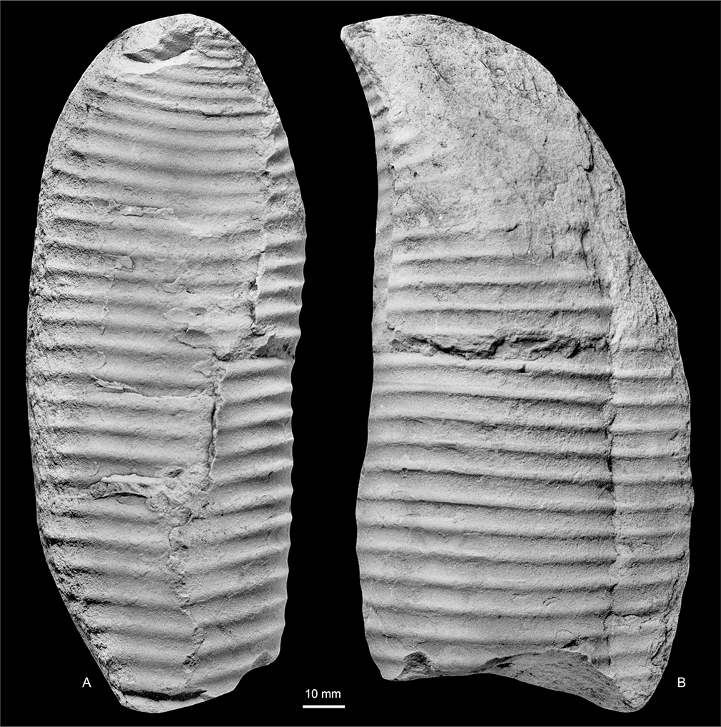 Fig. 16 Diplomoceras cylindraceum (Defrance 1816). Dorsum (A) and flank (B) of MGUH 35139; Locality 14, Sediment Bjerge east. Both ×1