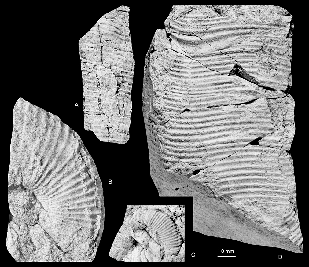 Fig. 17 Diplomoceras cylindraceum (Defrance 1816); all from the Kangerlussuaq Basin. A: MGUH 35144; Locality 21, north side of North Col of Apollo Glacier. B: MGUH 35137; Locality 10, ‘Scandic Valley’. C: MGUH 35140; Locality 14, Sediment Bjerge east. D: MGUH 35142; Locality 14, Sediment Bjerge east. All ×1