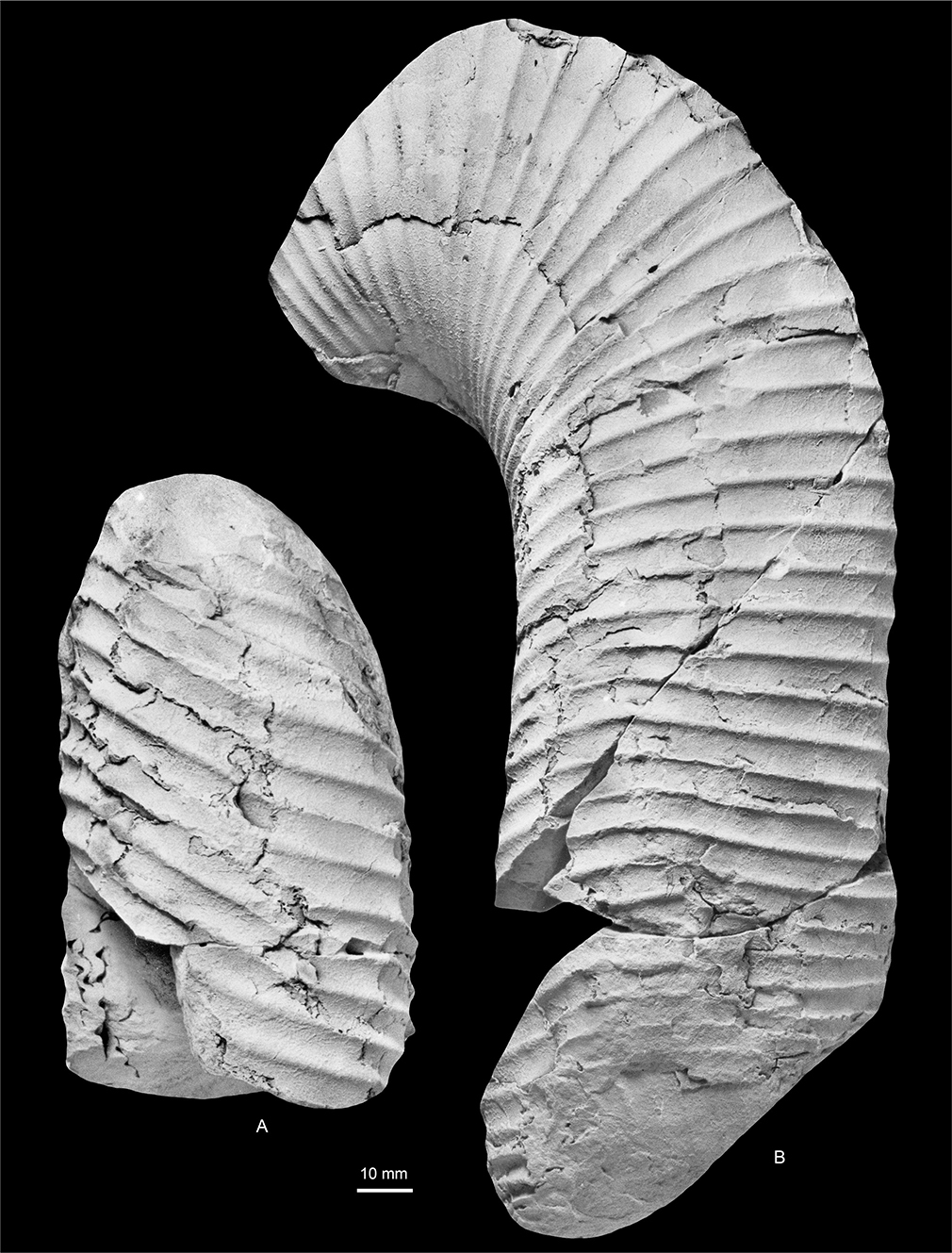 Fig. 18 Diplomoceras cylindraceum (Defrance 1816). Flanks (A, B) of two parts of MGUH 35147; Locality 28, east of Watkins Fjord, Kangerlussuaq Basin. Both ×1