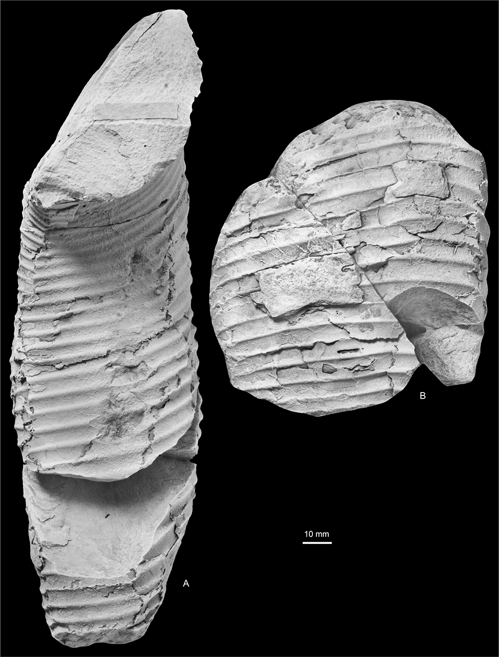 Fig. 19 Diplomoceras cylindraceum (Defrance 1816). Dorsum (A) and venter (B) of the same parts of MGUH 35147 illustrated in Fig. 18. Both ×1