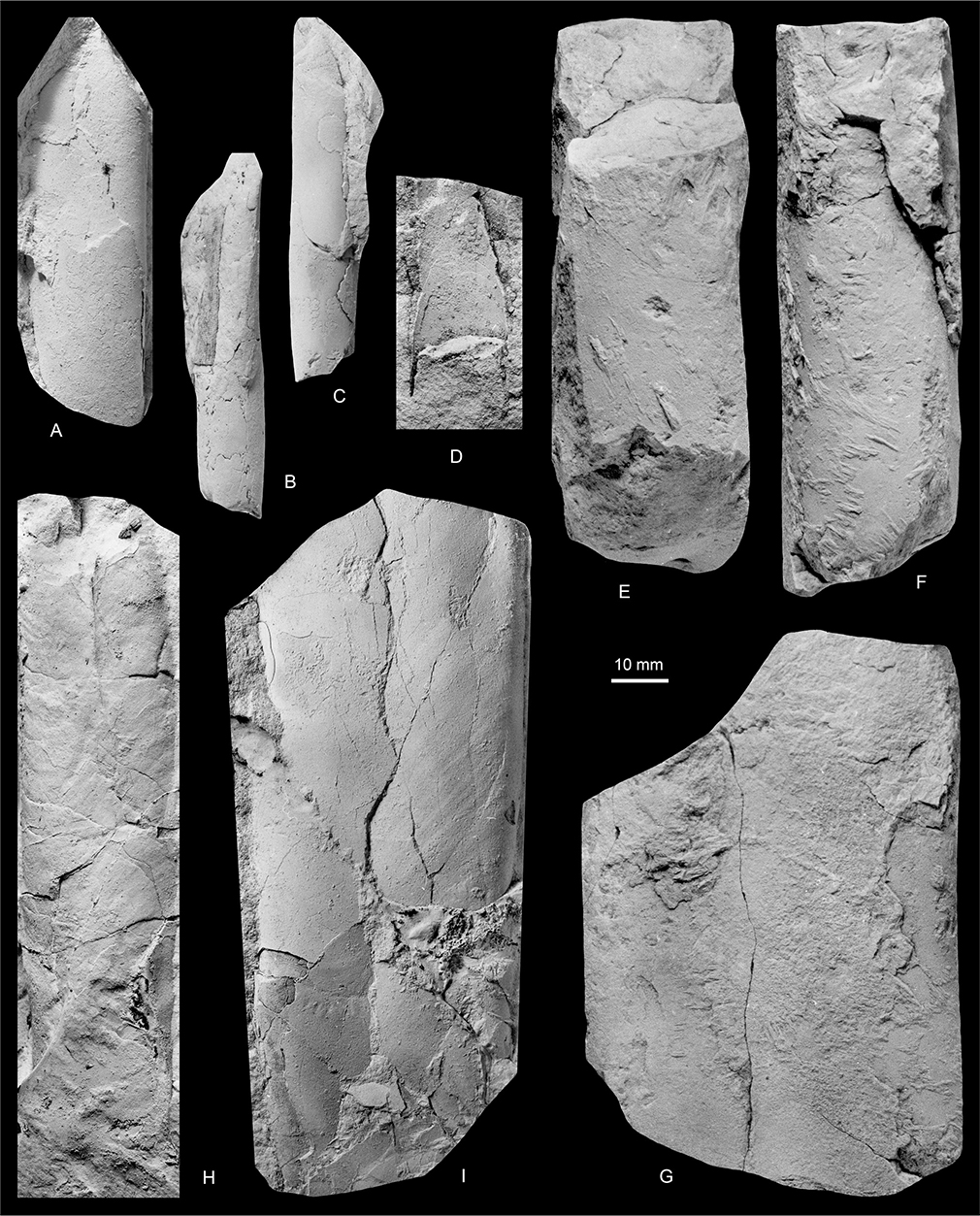 Fig. 20 Baculites sp. A–C: MGUH 35135 (C = silicone rubber cast); Locality 14, Sediment Bjerge east, Kangerlussuaq Basin. D: MGUH 35133; Locality 5, 4 km east of Laplace Bjerg, Geographical Society Ø. E–G: MGUH 35134; Locality 14, Sediment Bjerge east, Kangerlussuaq Basin. H: MGUH 35132 (silicone rubber cast); Locality 2, south-east of Knudshoved Hut, Hold with Hope. I: MGUH 35136 (silicone rubber cast); Locality 20, Pyramiden ridge, north end, Kangerlussuaq Basin. All ×1