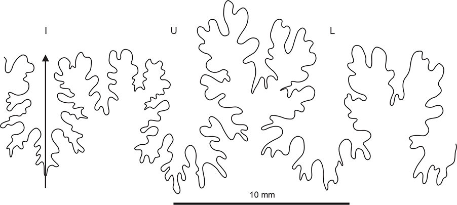 Fig. 21 Partial suture line of Baculites sp., MGUH 35135 (see also Figs 20A–C); Locality 14, Sediment Bjerge east, Kangerlussuaq Basin