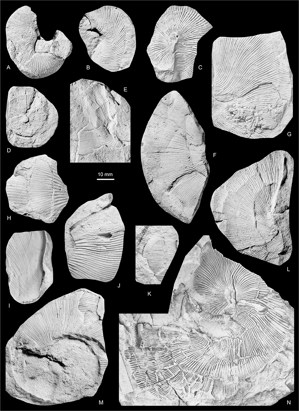Fig. 22 Hoploscaphites greenlandicus (Donovan 1953). A: MGUH 35183, a microconch. B: MGUH 35180. C: MGUH 35182. D: MGUH 35181. E: MGUH 35173. F: MGUH 35177. G: MGUH 35174. H: MGUH 35190. I: MGUH 35179. J: MGUH 35176. K: MGUH 35191. L: MGUH 35178. M: MGUH 35175. N: MGUH 35184. A, C: Locality 6, Hundeklemmen, Geographical Society Ø. B, D–G, I, J, L, M: Locality 5, 4 km east of Laplace Bjerg, Geographical Society Ø. H, K: Locality 8, Månedal, southern Rold Bjerge, Traill Ø. N: Locality 7, col east of Leitch Bjerg, Geographical Society Ø. All ×1