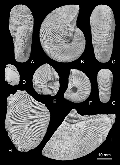 Fig. 23 Hoploscaphites greenlandicus (Donovan 1953). A–C: MGUH 35185. D: Praestriaptychus, MGUH 35205. E: MGUH 35186. F, G: MGUH 35187. H: MGUH 35188. I: MGUH 35189. All from Locality 7, col east of Leitch Bjerg, Geographical Society Ø. All ×1