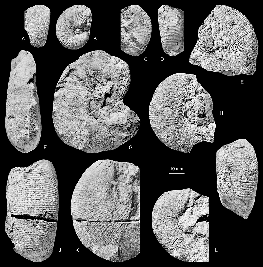 Fig. 24 Hoploscaphites cobbani (Birkelund 1965). A, B: MGUH 35163. C, D: MGUH 35169. E: MGUH 35168. F, G: MGUH 35165. H, I: MGUH 35164. J, K: MGUH 35166, a microconch. L: MGUH 35167. All from Locality 7, col east of Leitch Bjerg, Geographical Society Ø. All ×1