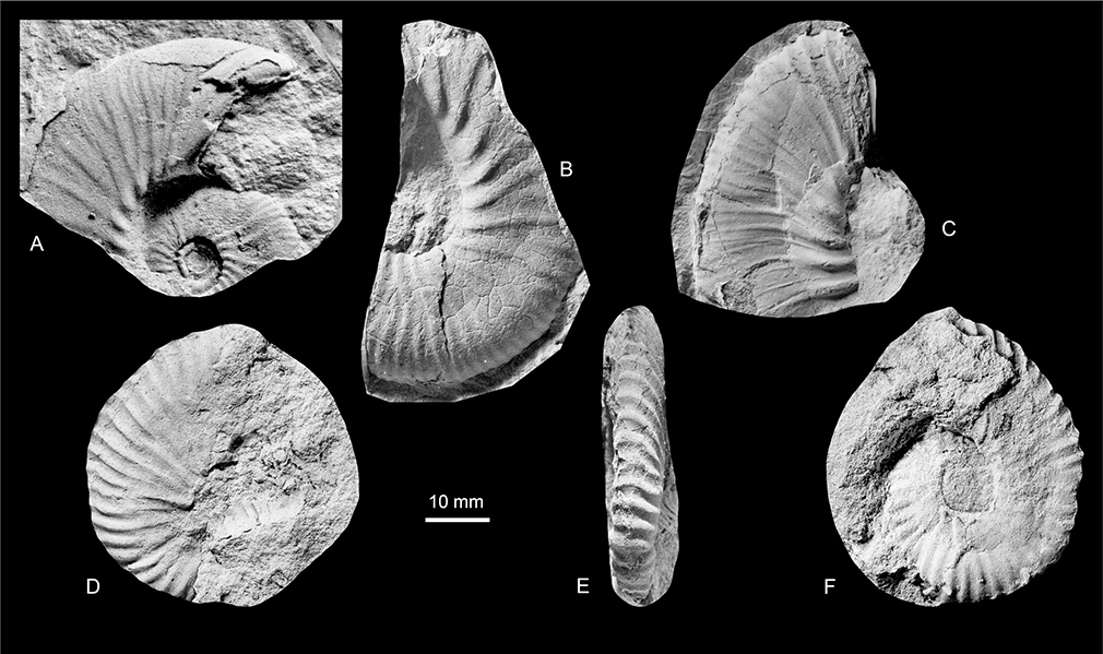 Fig. 25 Hoploscaphites sp. nov.; all from the Kangerlussuaq Basin. A: MGUH 35197; Locality 29, east of Watkins Fjord. B: MGUH 35196; Locality 24, west of ‘Sill City’. C: MGUH 35195. D–F: MGUH 35194; Locality 9, Sequoia Nunatak southwest. All ×1