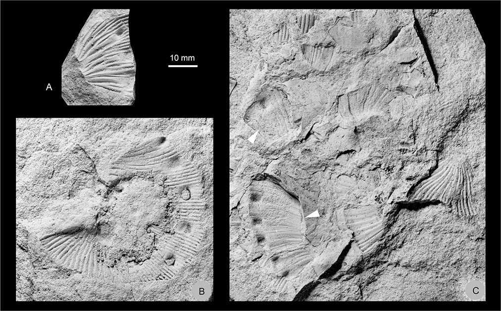 Fig. 26 Hoploscaphites compressus (Roemer 1841). A: MGUH 35171. B: MGUH 35170, a microconch. A, B: Both from Locality 8, Månedal, southern Rold Bjerge, Traill Ø. C: Fragments of Hoploscaphites compressus (Roemer 1841) (white arrows) and Hoploscaphites greenlandicus (Donovan 1953), MGUH 35172; Locality 4, west flank of Laplace Bjerg, Geographical Society Ø. All ×1