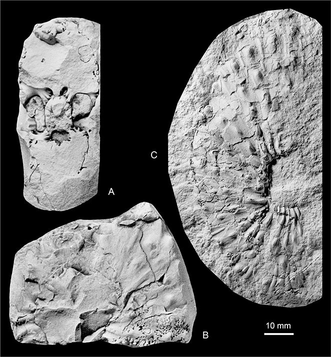 Fig. 27 Hoploscaphites sp. (multituberculate); both from the Kangerlussuaq Basin. A, B: MGUH 35193; Locality 23, ‘Sill City’. C: MGUH 35192 (silicone rubber cast); Locality 18, Pyramiden ridge, north end. All ×1