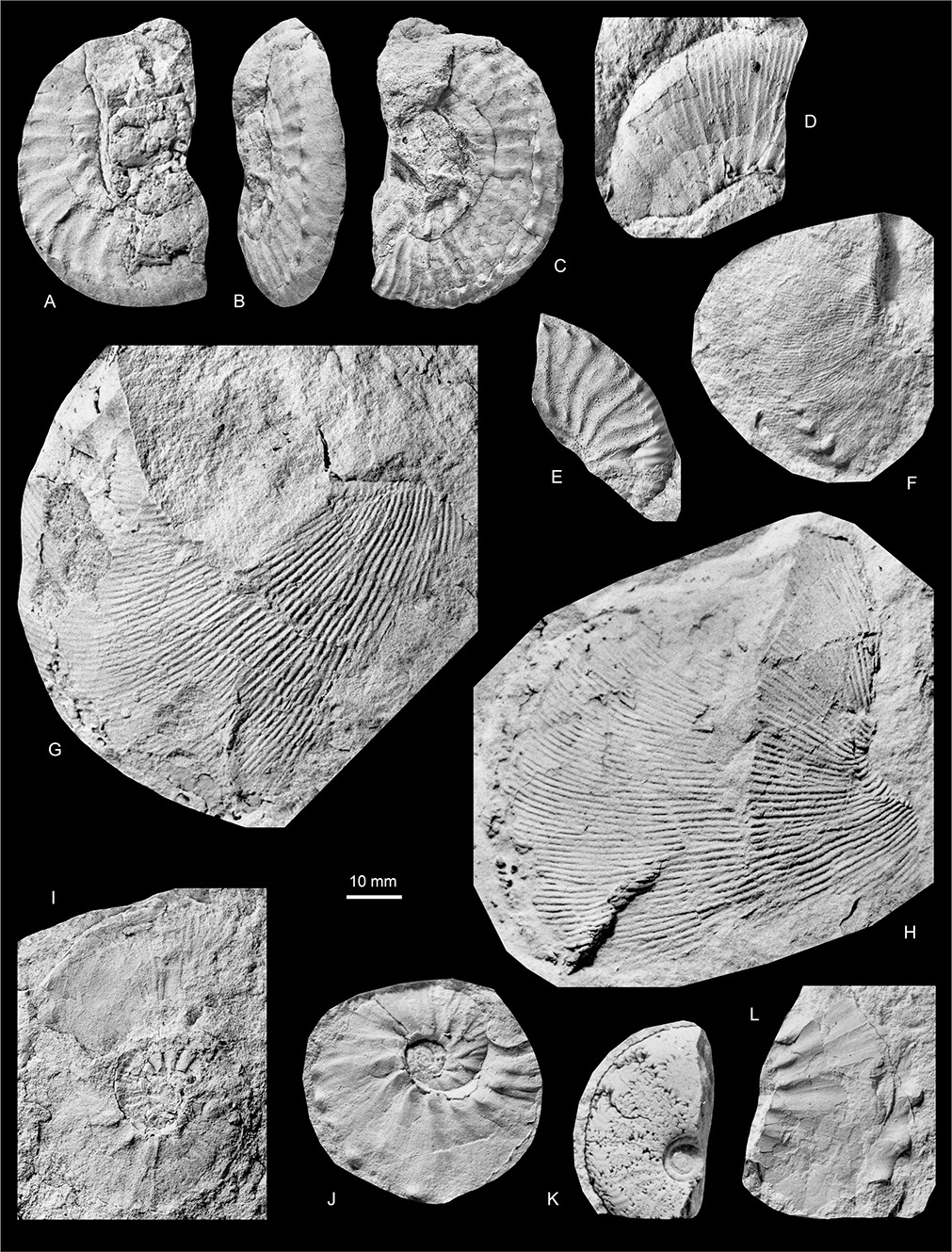 Fig. 28 Discoscaphites angmartussutensis Birkelund 1965; all from the Kangerlussuaq Basin. A–E: All microconchs. A–C: MGUH 35148; Locality 9, Sequoia Nunatak southwest. D: MGUH 35160; Locality 29, east of Watkins Fjord. E: MGUH 35158; Locality 22, southern part of North Col of Apollo Glacier. F: MGUH 35152, a small macroconch. G: MGUH 35153, a large macroconch; Locality 22, southern part of North Col of Apollo Glacier. H: MGUH 35154, a large macroconch; Locality 22, southern part of North Col of Apollo Glacier. I: MGUH 35149; Locality 13, Sediment Bjerge central. J: MGUH 35150, a microconch; Locality 13, Sediment Bjerge central. K: MGUH 35159; Locality 24, west of ‘Sill City’. L. MGUH 35151; Locality 14, Sediment Bjerge east. All ×1