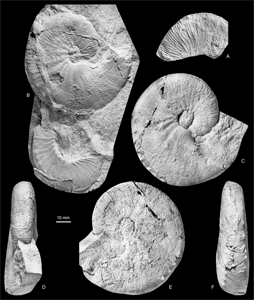 Fig. 29 Discoscaphites angmartussutensis Birkelund 1965; all from Locality 22, southern part of North Col of Apollo Glacier, Kangerlussuaq Basin. A: MGUH 35155, a doubtful specimen. B (upper specimen, silicone rubber cast), C–F: MGUH 35156, a small macroconch. B (lower specimen). MGUH 35157, a microconch (silicone rubber cast). All figures are ×1