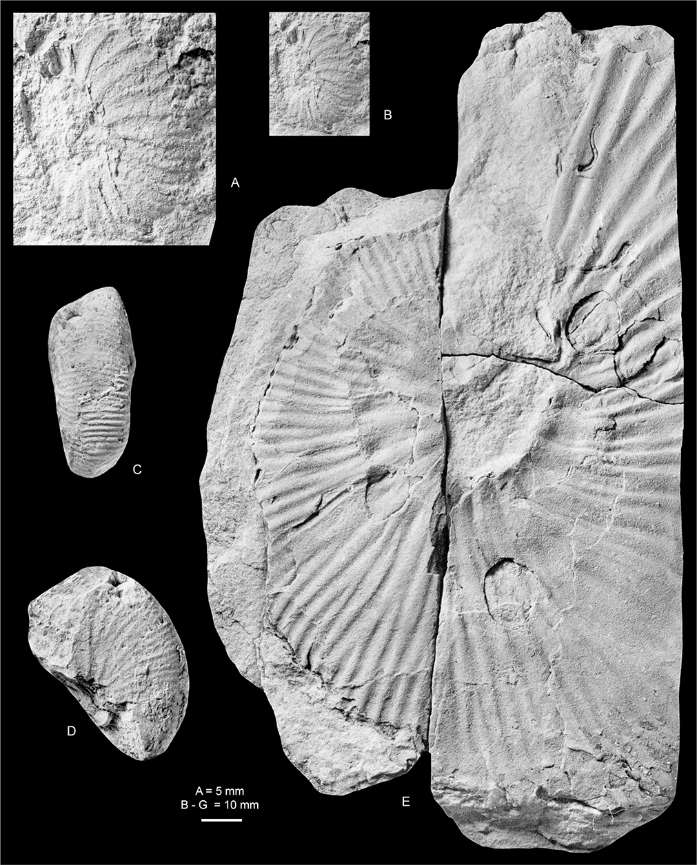 Fig. 30 Acanthoscaphites (Acanthoscaphites) tridens (Kner 1848); all from the Kangerlussuaq Basin. A, B: MGUH 35119; Locality 14, Sediment Bjerge east. C, D: MGUH 35125; Locality 22, southern part of North Col of Apollo Glacier. E: MGUH 35114, a macroconch; Locality 13, Sediment Bjerge central. A is ×2. B–E are ×1