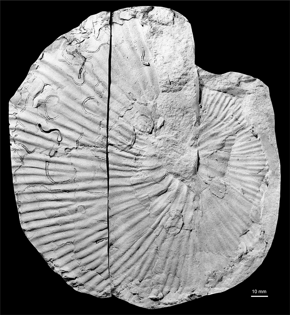 Fig. 31 Acanthoscaphites (Acanthoscaphites) tridens (Kner 1848). MGUH 35114, a macroconch; the right-hand part is a silicone rubber cast taken from the external mould shown in Fig. 30E; ×1