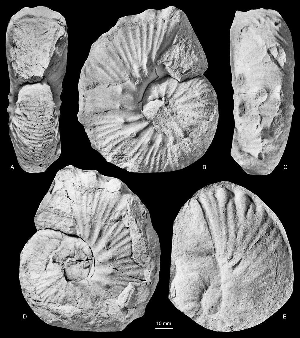 Fig. 32 Acanthoscaphites (Acanthoscaphites) tridens (Kner 1848), microconchs; both from Locality 14, Sediment Bjerge east, Kangerlussuaq Basin. A–D: MGUH 35120. E: MGUH 35121 (silicone rubber cast). All ×1