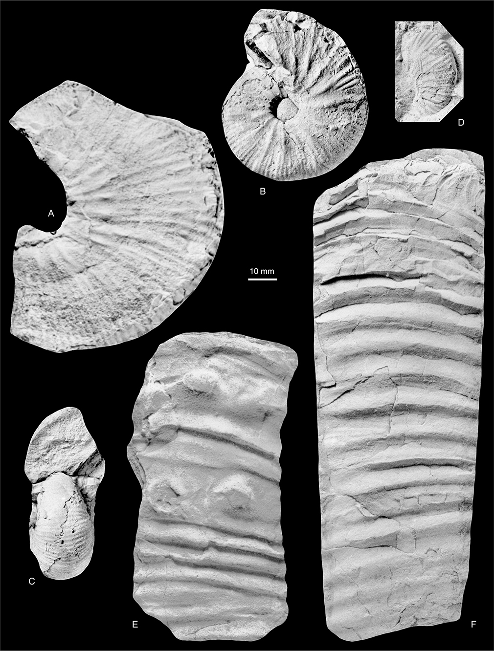 Fig. 33 Acanthoscaphites (Acanthoscaphites) tridens (Kner 1848); all from the Kangerlussuaq Basin. A–C: MGUH 35122–35123, a microconch; Locality 14, Sediment Bjerge east. A: MGUH 35122. B, C: MGUH 35123. D: MGUH 35124; Locality 22, southern part of North Col of Apollo Glacier. E: MGUH 35116, a macroconch; Locality 13, Sediment Bjerge central. F: MGUH 35115, a macroconch; Locality 13, Sediment Bjerge central. All ×1