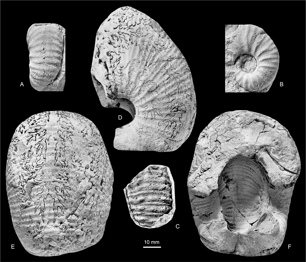 Fig. 34 A, B, D–F: Acanthoscaphites (Acanthoscaphites) tridens (Kner 1848). A, B: MGUH 35118; Locality 14, Sediment Bjerge east, Kangerlussuaq Basin. C: Acanthoscaphites (Euroscaphites?) sp., MGUH 35126; Locality 22, southern part of North Col of Apollo Glacier, Kangerlussuaq Basin. D–F: MGUH 35117, a macroconch (?) phragmocone; Locality 14, Sediment Bjerge east, Kangerlussuaq Basin. All ×1