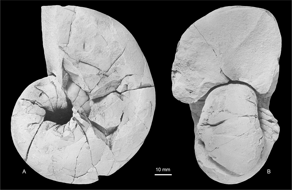 Fig. 35 A, B: Eutrephoceras sp. MGUH 35161; Locality 14, Sediment Bjerge east, Kangerlussuaq Basin. Both ×1