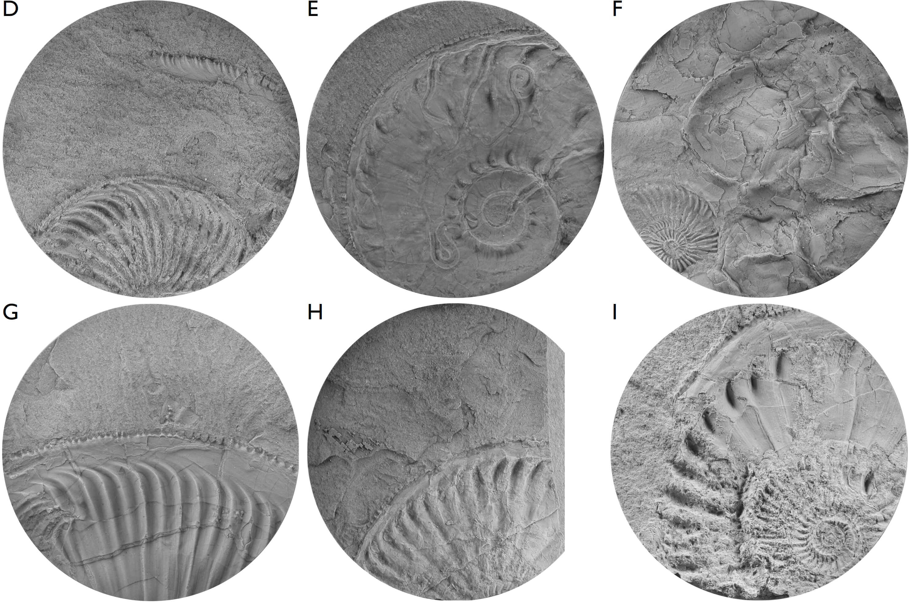 Photos of fossils in black and white