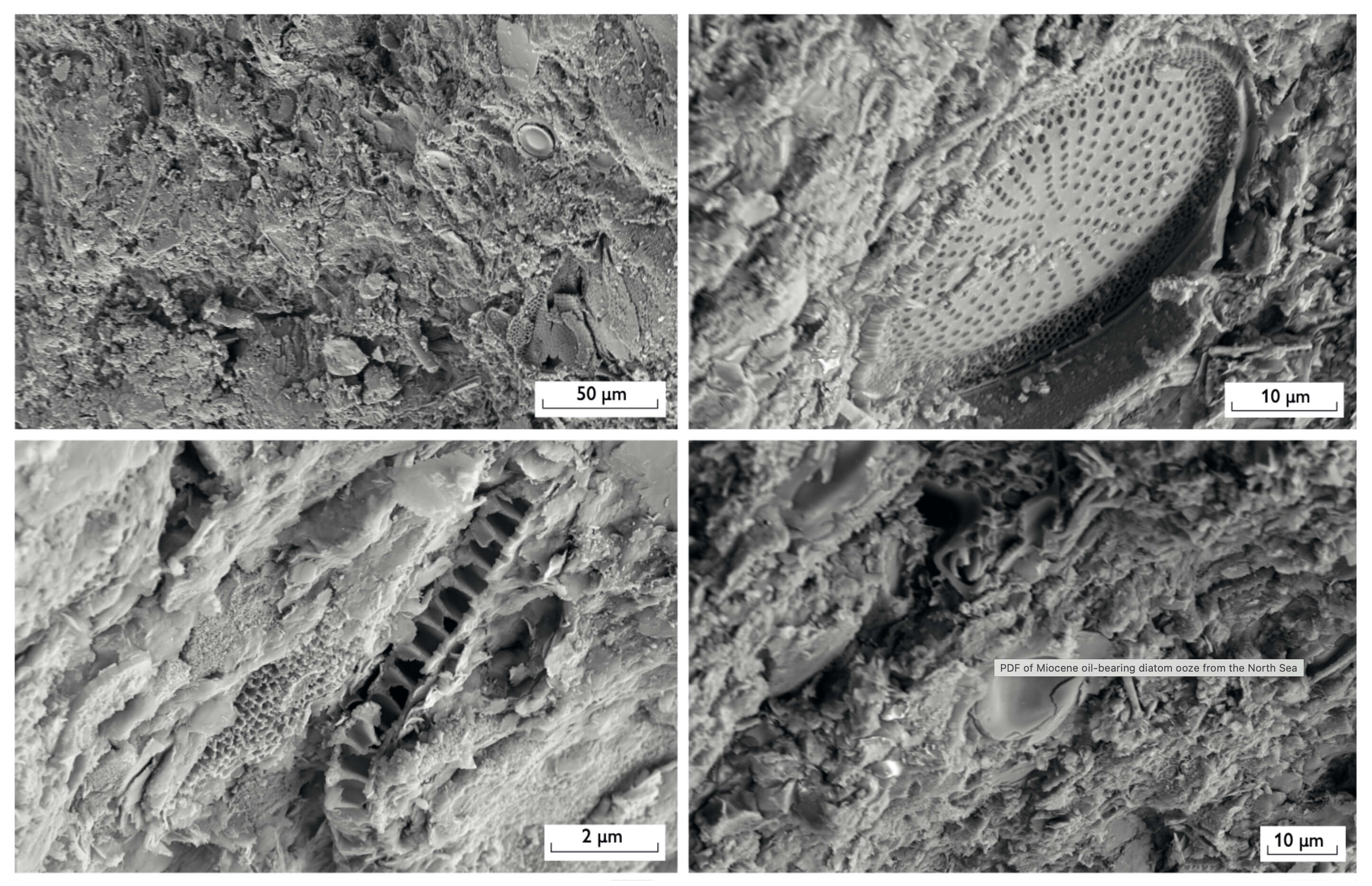 Images of diatom ooze