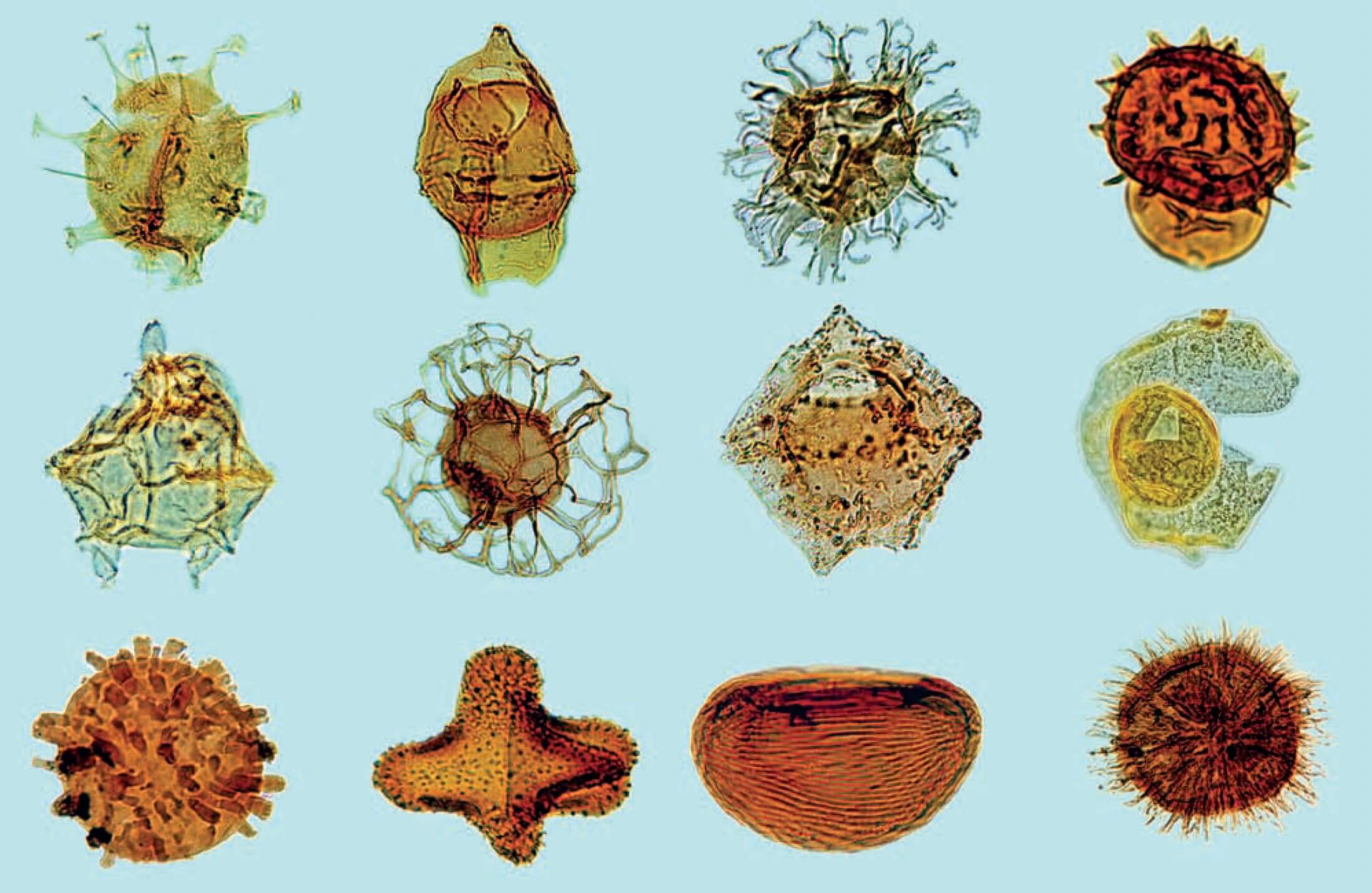 Microscope images of fossils