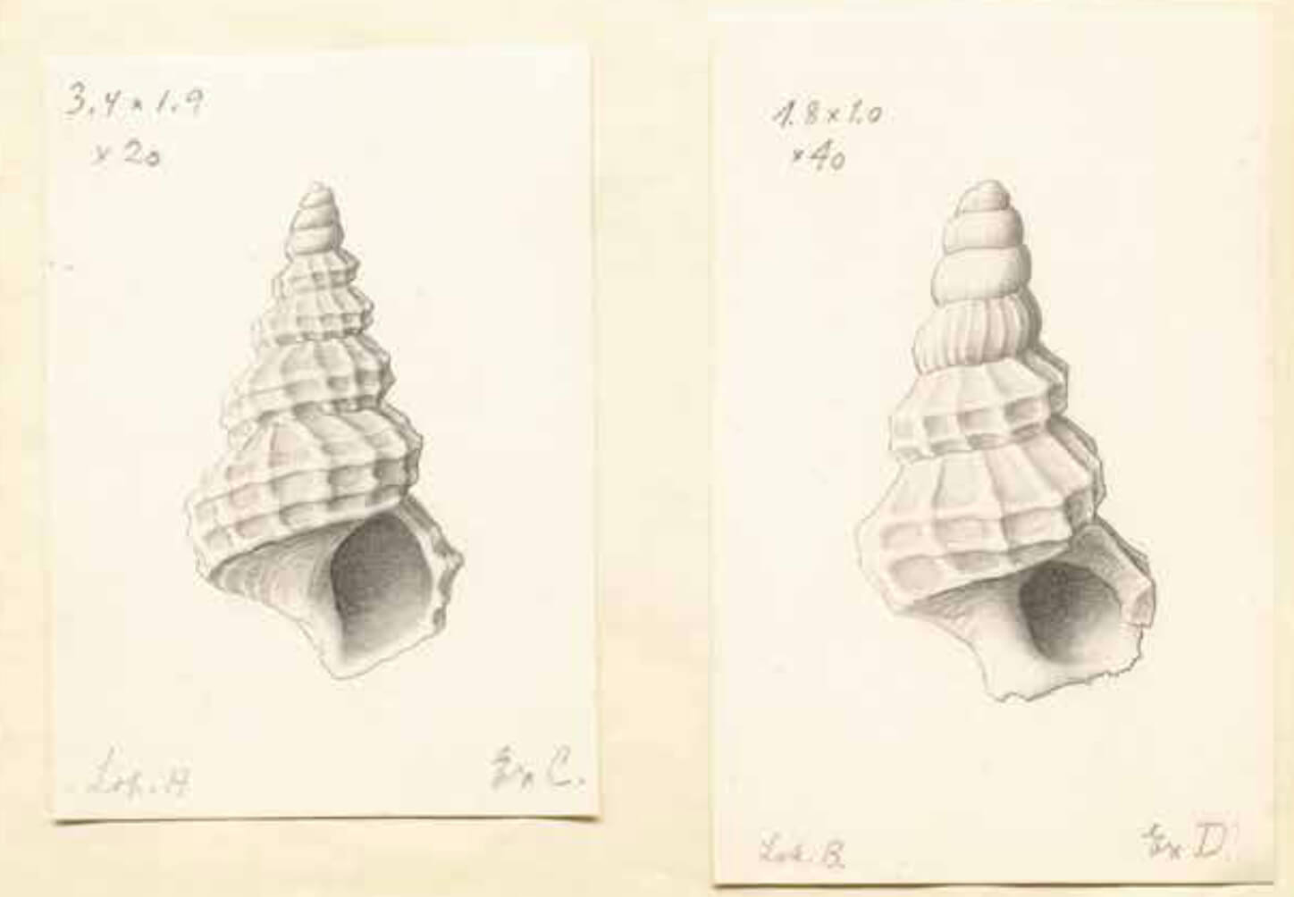 Sketches of fossil shells.