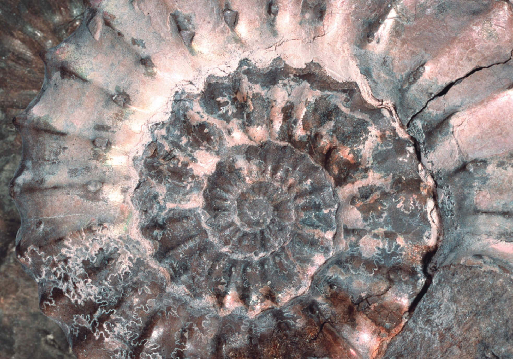 Close up on ammonite.