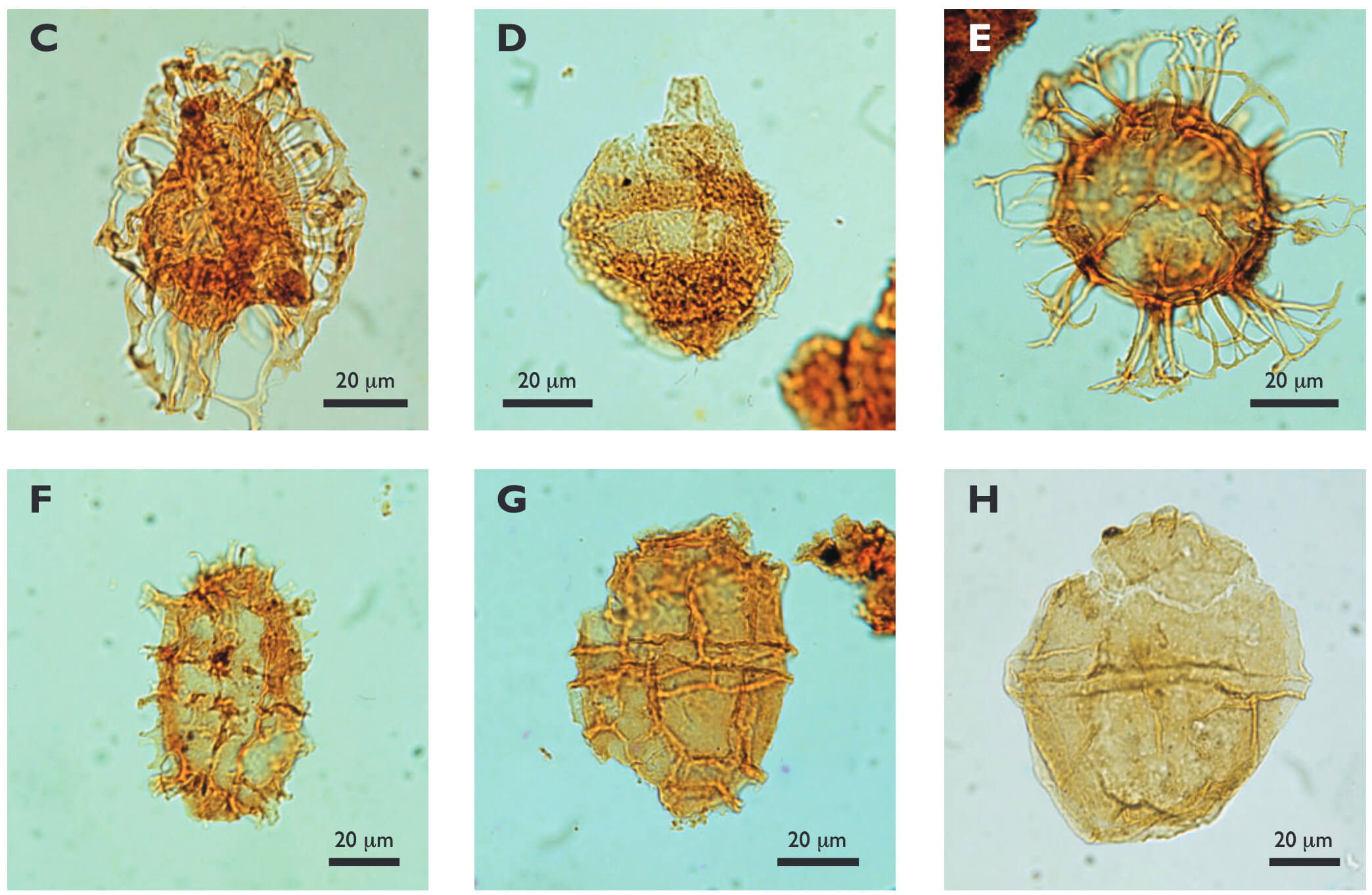 Six dinoflagellate cyst fossils under the microscope.