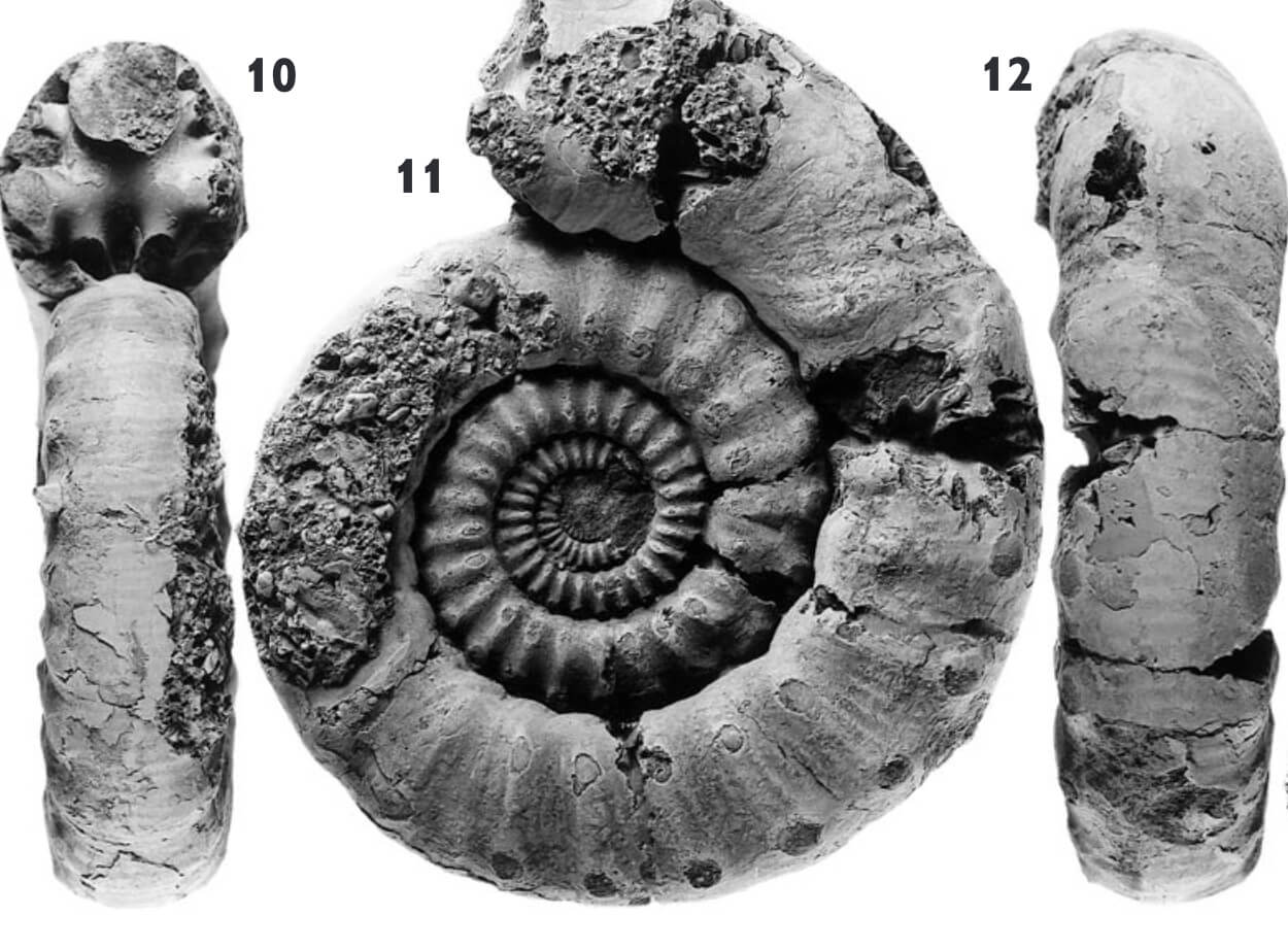 Ammonite fossil viewed from the front and sides.