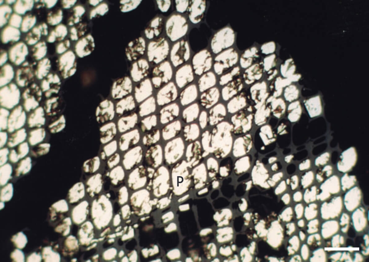 Photomicrographs of pyrite.