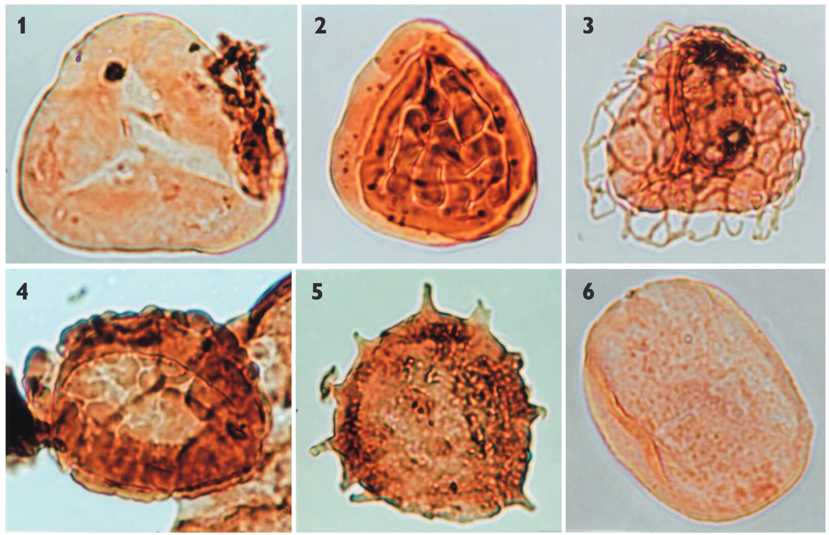 Six pollen grains under the microscope.