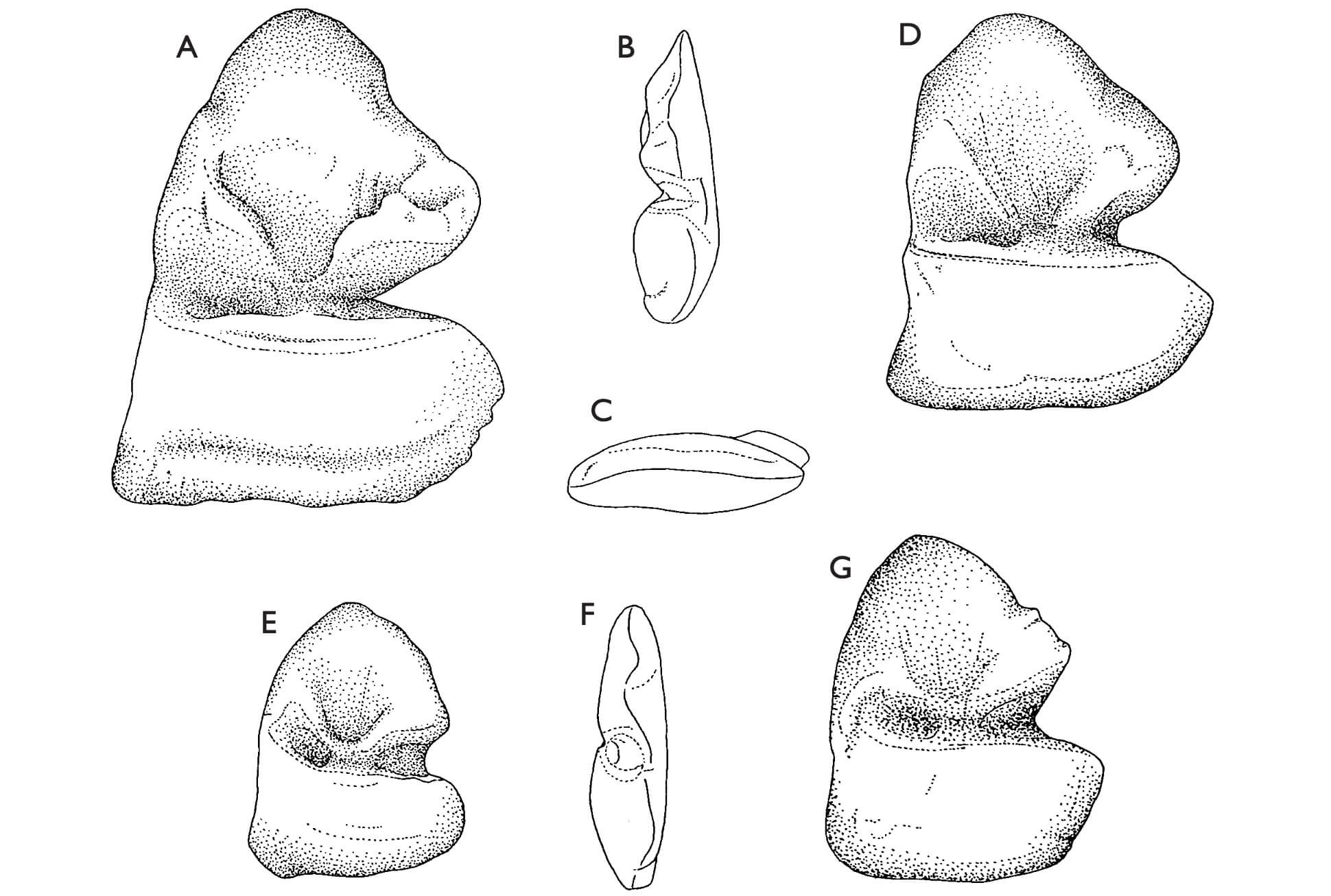 Black and white illustrative sketch of fossils.