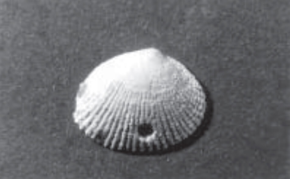 Black and white photo of a shell.