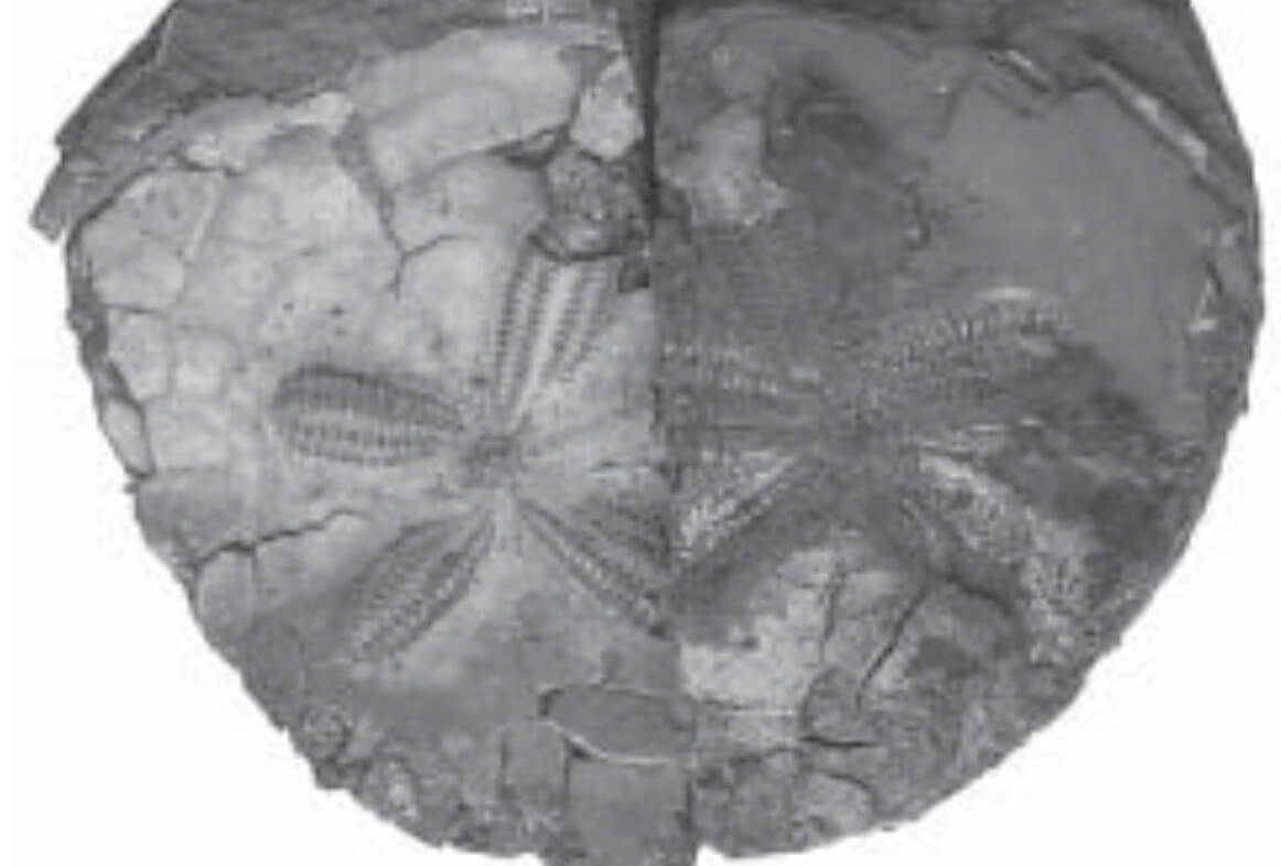 Black and white photo of two fossils.