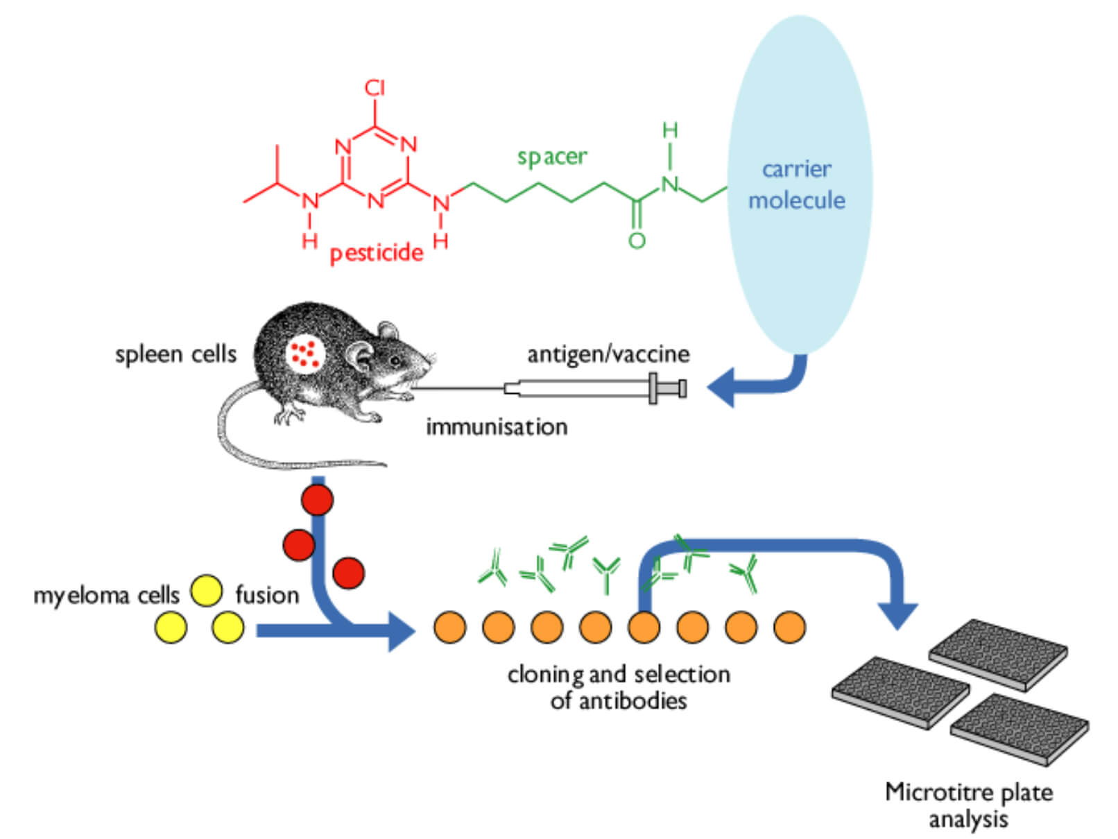 Schematic illustration.