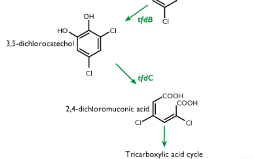 Illustration of molecular structures.