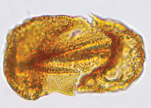 Close-up view of a fossil pollen grain