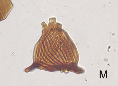 Fossil pollen as seen under a microscope