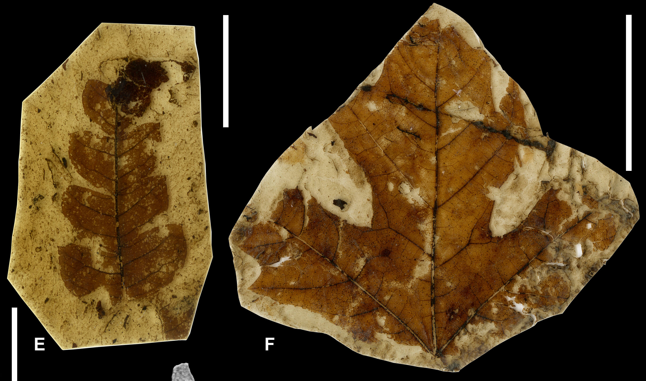 Two fossil leaves