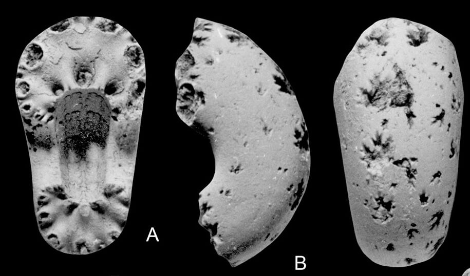 Three views of fossil Titanoleioceras boreale gen et sp. nov.