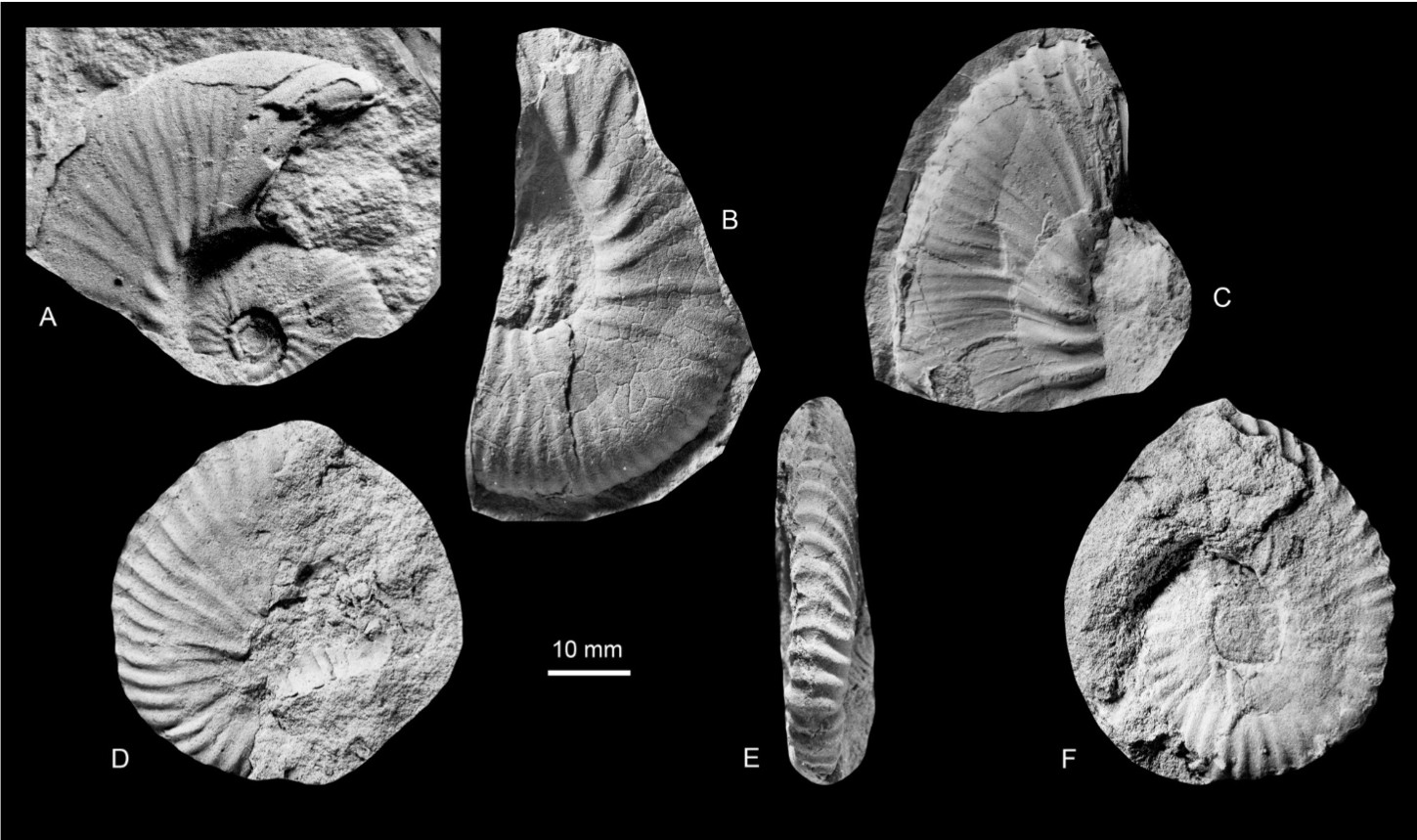 Six partial ammonites from figure 25 all from the Kangerlussuaw Basin