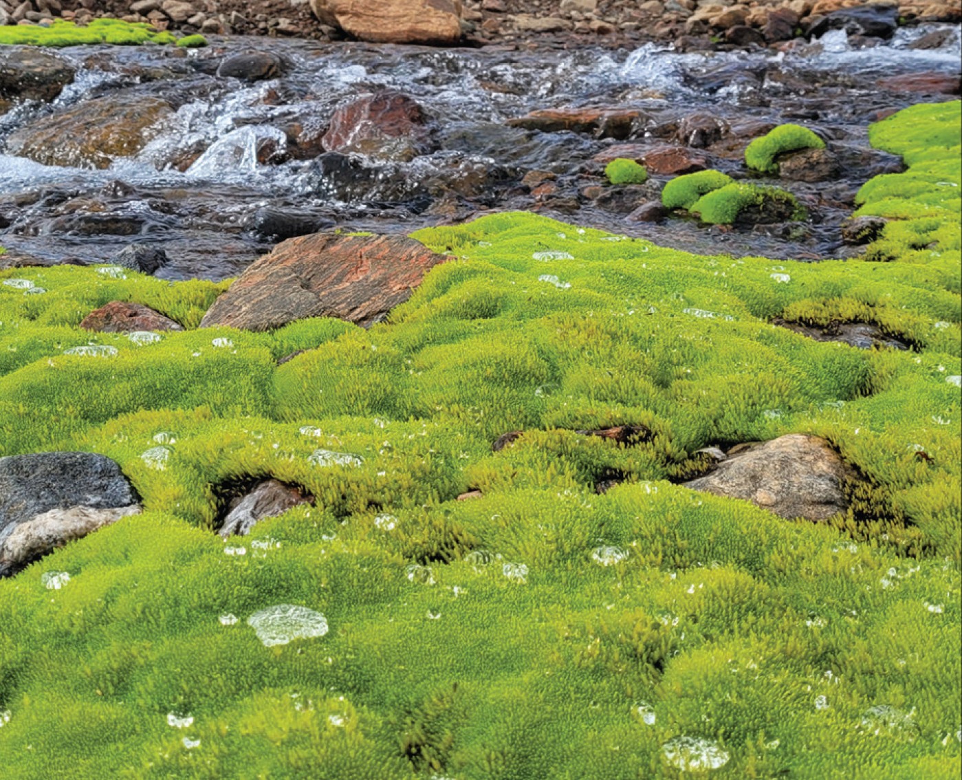 Water and rock in the background and light green moss in the foreground